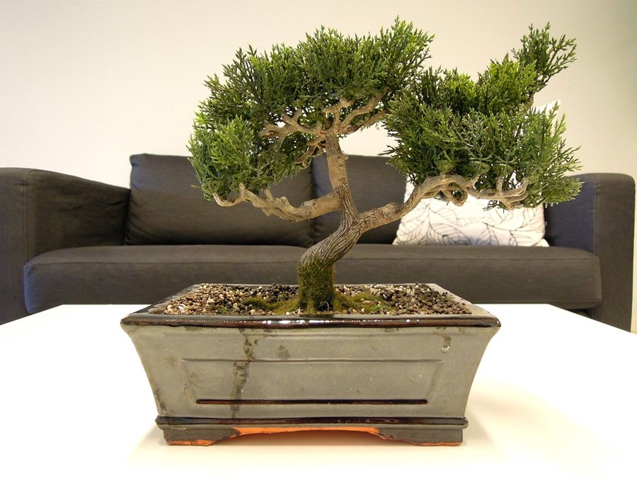 Drzwko Bonsai - Kwiaty, wazony i donice wewnętrzne