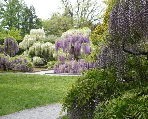 Kwitnące wisterie w formie drzew