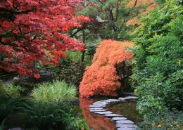 Piękne klony w japońskim ogrodzie