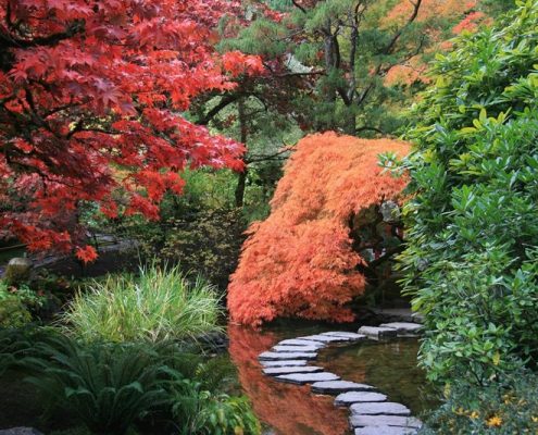 Piękne klony w japońskim ogrodzie
